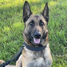 Nylah - Belgian Malinois
