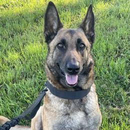 Nylah - Belgian Malinois
