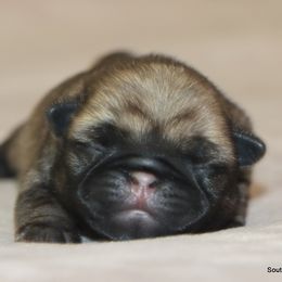 Rocky - Fawn male Pug puppy in Winnsboro, Texas from Southern pugs