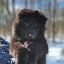 Simon READY NOW - Black male German Shepherd puppy in White Cloud, Michigan from Von WestLynn German Shepherds