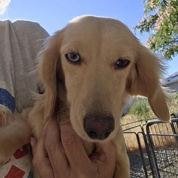 Harmony - Dachshund