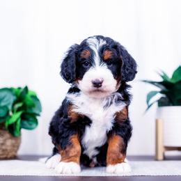 Everest - Tri-color male Bernedoodle puppy in Arthur, Illinois from Central Illinois Bernedoodles