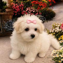 Tulip - White female Maltese puppy in North Myrtle Beach, South Carolina from Perfect Puppies