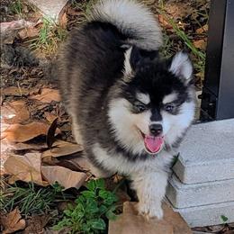 Atlas-1800 - Black and white male Pomsky puppy in Spring Hill, Florida from www.PuppyTimeEmporium.com