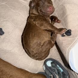 Otter - Brown female Chesapeake Bay Retriever puppy in Castle Rock, Colorado from Blue Skye Chesapeakes
