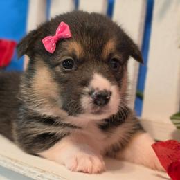 Belle - Black and tan female Pembroke Welsh Corgi puppy in Austin, Texas from Cutest Corgi's of Austin