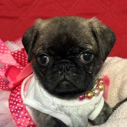 Girl 1 - Brindle female Pug puppy in Salem, Oregon from Loda's Pugs