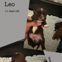Leo - Liver male Shih Tzu puppy in Beatrice, Nebraska from I Shih Tzu Not Puppies