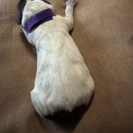 Purple Girl - Liver roan female German Shorthaired Pointer puppy in Alba, Texas from Ballard Gun Dogs