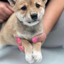 Shiba Inu Puppies from NJ Shiba Baby