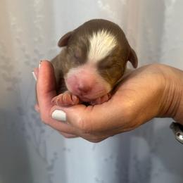 Sage - Red tri-color male Australian Shepherd puppy in Hemet, California from Perfect Companion Aussie's