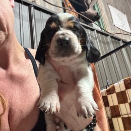 Woody - Black brown and white male Basset Hound puppy in Manton, Michigan from BeckysBassets