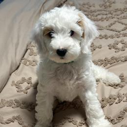Powder - Parti female Goldendoodle puppy in Florence, South Carolina from Candy Doodles