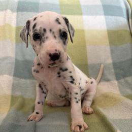 AI - White and black male Dalmatian puppy in Fort Cavasos, Texas from Mainstreet Dalmation