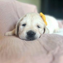 Golden Retriever Puppies from Rigdon Retrievers