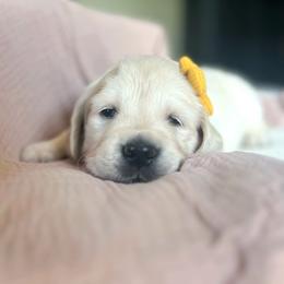 Golden Retriever Puppies from Rigdon Retrievers