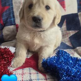 Mr. Blue - Golden male Golden Retriever puppy in Chewelah, Washington from Agape Goldens