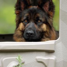 Nava - German Shepherd