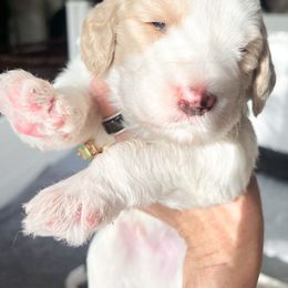 Kai - Parti male Saint Berdoodle puppy in San Antonio, Texas from Pasatiempo Ranch