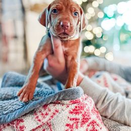 Boy 4 - Golden rust Vizsla puppy in Grady, Alabama from Rebel Heart Vizslas