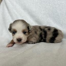 Waylon - Blue merle male Australian Shepherd puppy in Beach City, Texas from Salt N Sass Aussies