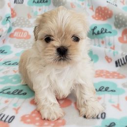 Shih Tzus from Sugar Land Shih Tzu