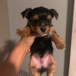 Oscar - Blue and gold male Yorkshire Terrier puppy in Hot Springs, Arkansas from Weslynn Kennels