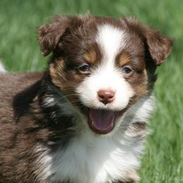 W46 - Red tri female Miniature Australian Shepherd puppy in Fairview, South Dakota from Dakota Toy Aussies