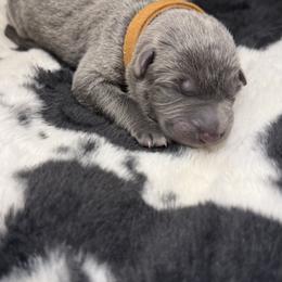 German Shepherd Puppies from Legacy K9’s
