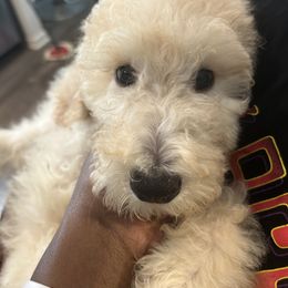 Little Bit - Poodle puppy in Easley, South Carolina from The Breedery