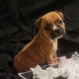 Girl 1 - Red female Staffordshire Bull Terrier puppy in San Antonio, Texas from Lone Star Staffs