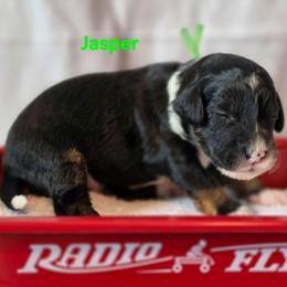 Jasper - Tri-color male Bernedoodle puppy in Summerville, South Carolina from Channys Doodles