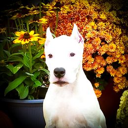 Chloris- Girl 1 - White female Dogo Argentino puppy in San Diego, California from Debonair Dogos