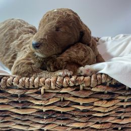 Goldendoodle Puppies from Kutedoodle