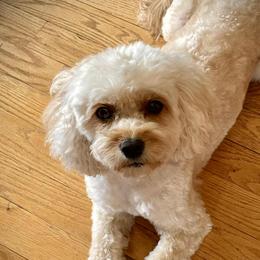 Holly - Cavapoo