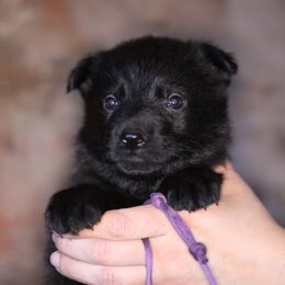 Opal - Black female German Shepherd puppy in Augusta, West Virginia from Vom Haus Highlands