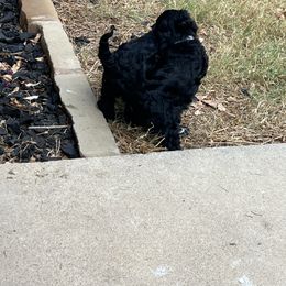 Cavapoo and Shihpoo Puppies from Haus of Doodles