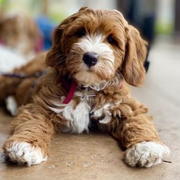 Australian Labradoodle Puppies from Cascade Canyon Labradoodles
