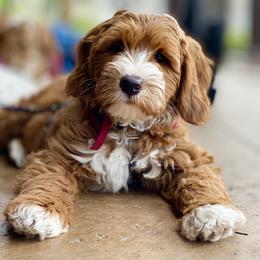 Australian Labradoodle Puppies from Cascade Canyon Labradoodles