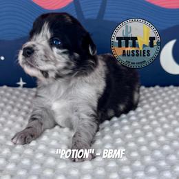 Potion - Blue merle female Australian Shepherd puppy in Tucson, Arizona from TTTNT Aussies