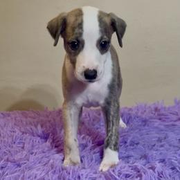 Indigo - Fawn brindle male Whippet puppy in Brooksville, Florida from Phasion Whippets Kimberly & Paul Norton Sr.