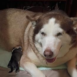 Siberian Husky All Grown Up from Johnson huskies