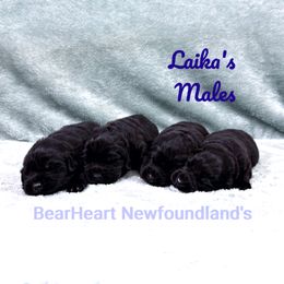 Shadow - Black male Newfoundland puppy in Cortez, Colorado from Bear Heart Newfoundlands, LLC