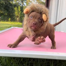 American Bully Puppies from TEXAS BULLY FAMILY