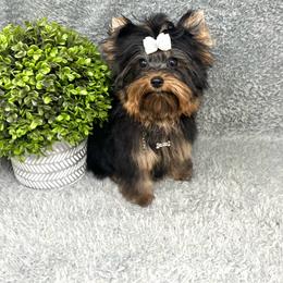 Jackpot - Black and tan male Yorkshire Terrier puppy in Smithville, Oklahoma from Bristy’s Pampered Pups