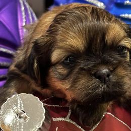 Shih Tzus from DB Shih Tzu puppies