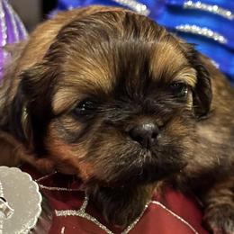 Shih Tzus from DB Shih Tzu puppies