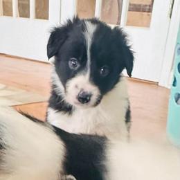Ocho - Black and white male Border Collie puppy in Jonesboro, Arkansas from Hampton Border Collies