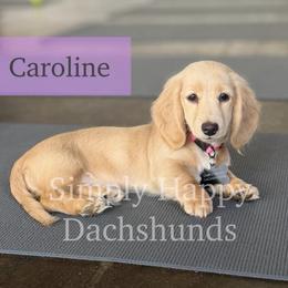 Cream Longhair - Pet Only CKC - Ready To Go - Caroline - Cream female Dachshund puppy in Pauls Valley, Oklahoma from Simply Happy Dachshunds