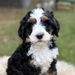 Butternut - red collar - Tri-color female Bernedoodle puppy in Colorado Springs, Colorado from Mercy Mountain Bernedoodles